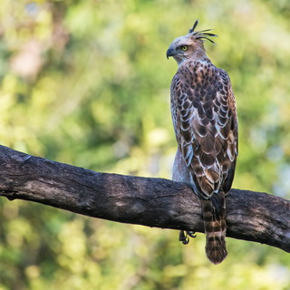 Panna - Crested goshawk